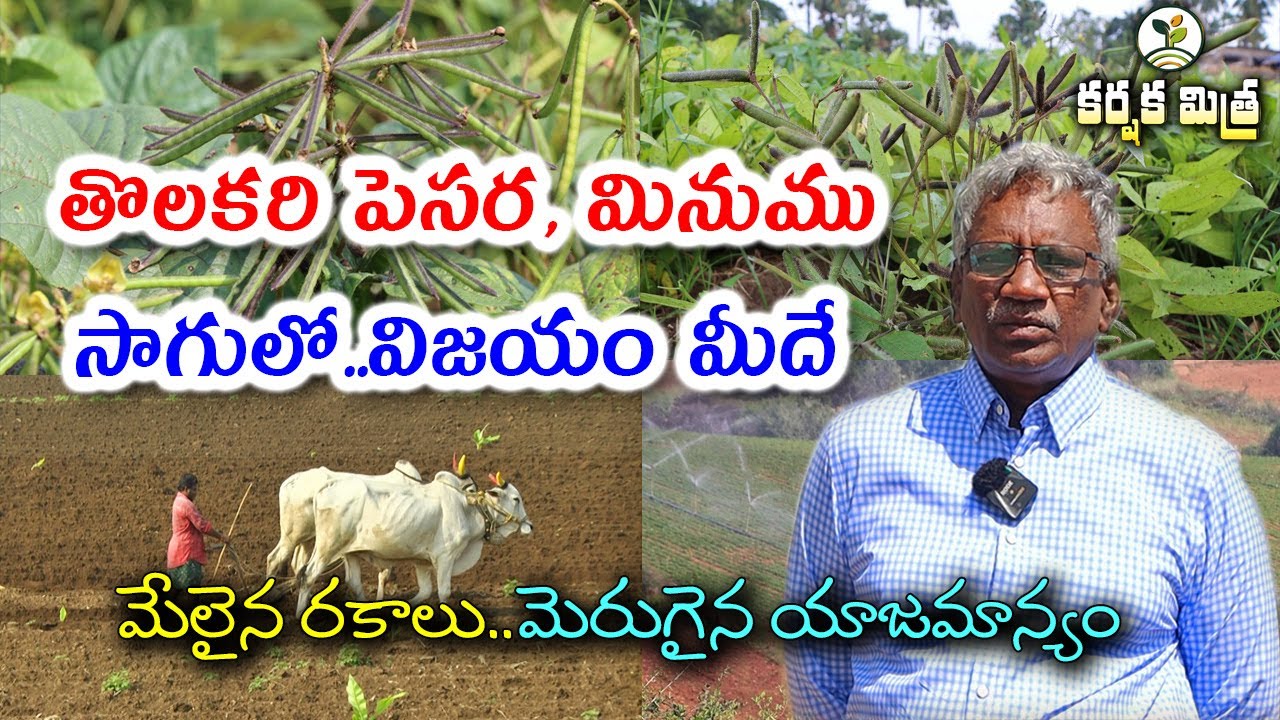ఖరీఫ్ పెసర మినుము సాగులో విజయం మీదే|| Kharif Black gram and Green gram Cultivation || Karshaka Mitra