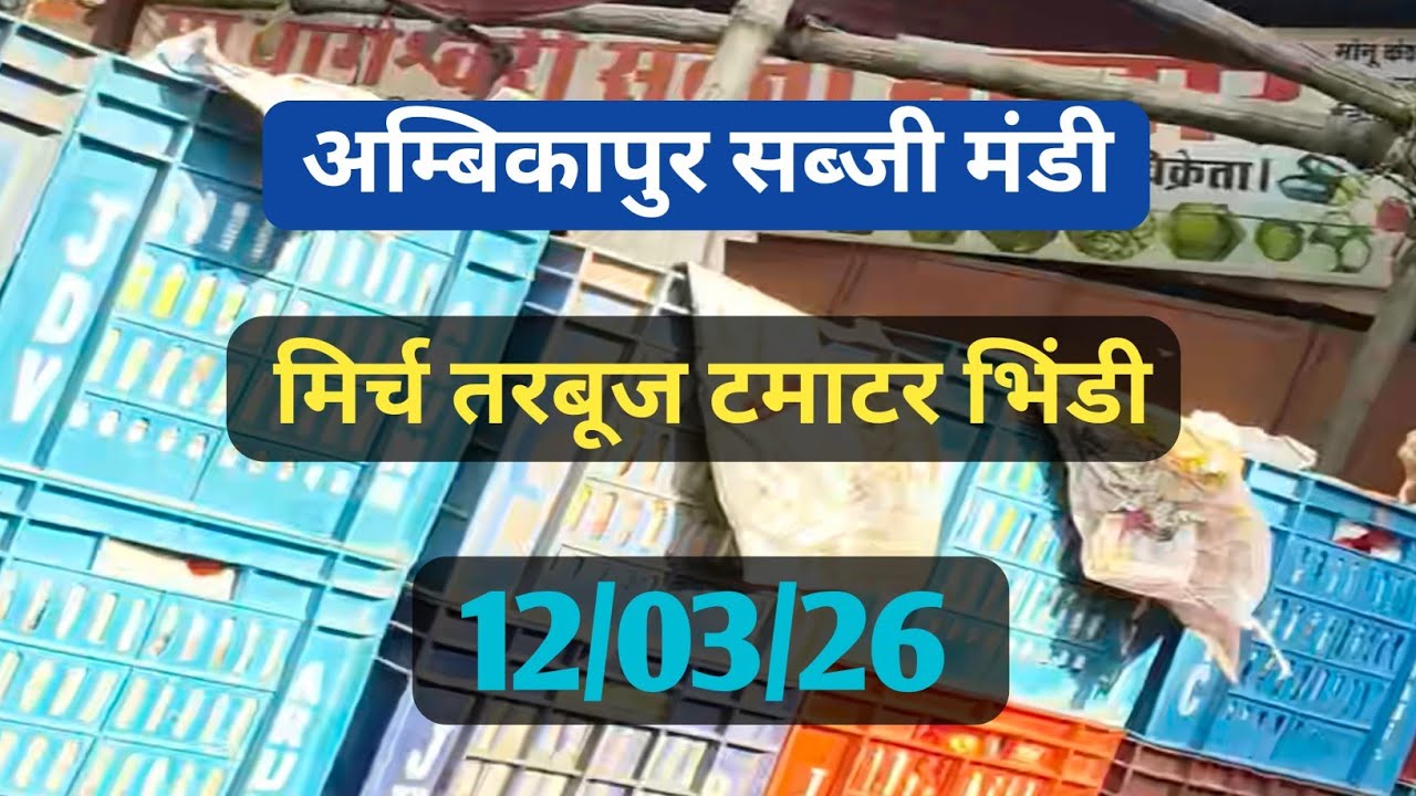 अम्बिकापुर सब्जी मंडी रेट | 12/03/26 | टमाटर भिंडी मिर्च करेला खूब मांग बड़ा | CG15
