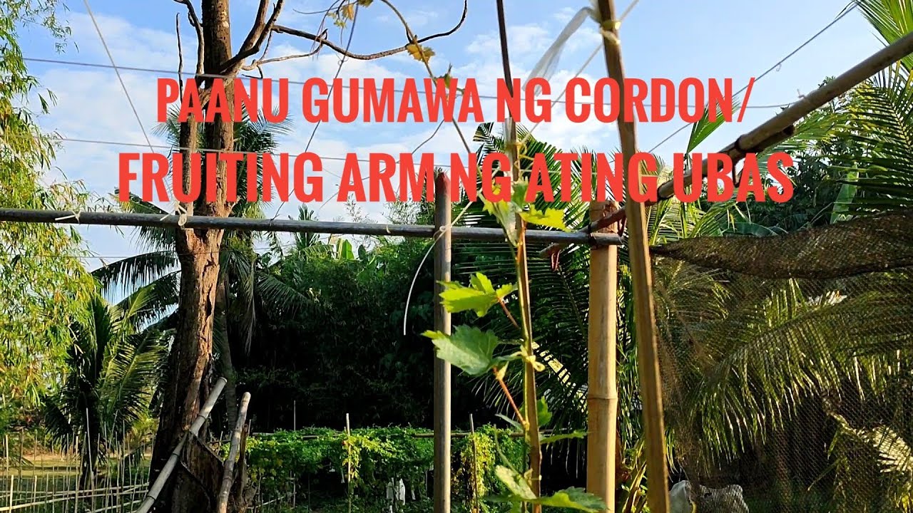 Paanu Gumawa ng Cordon/Fruiting Arm Ng Ating mga Ubas @moresfarmschannel3340