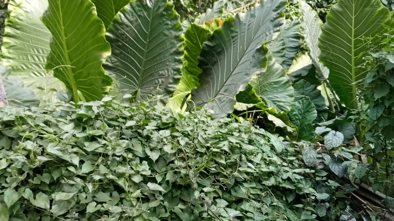 ছেলের পছন্দের খাবার তৈরি করলাম।।