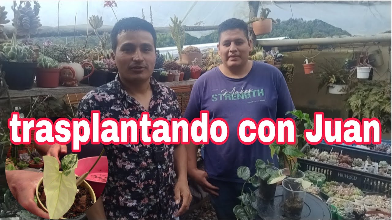 Trasplante de mis plantas de follaje con Juan