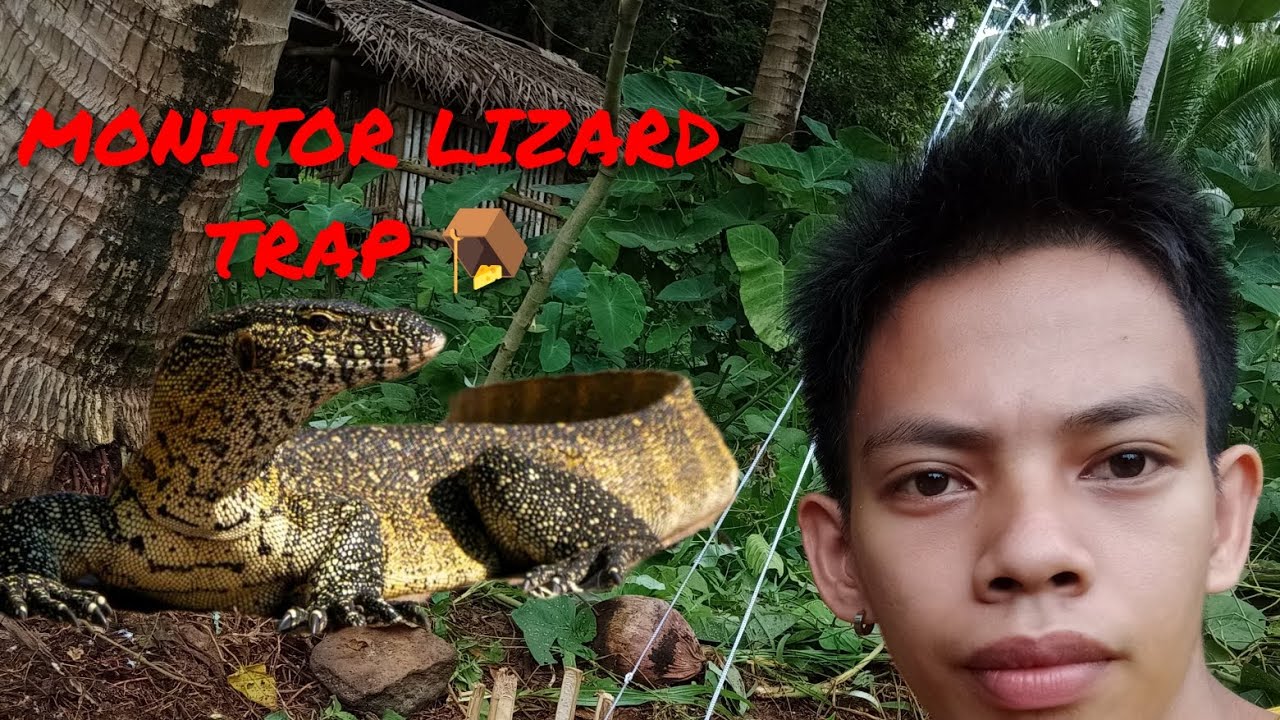  🪤 monitor lizard hunt gamit ang itlog ng Manok 