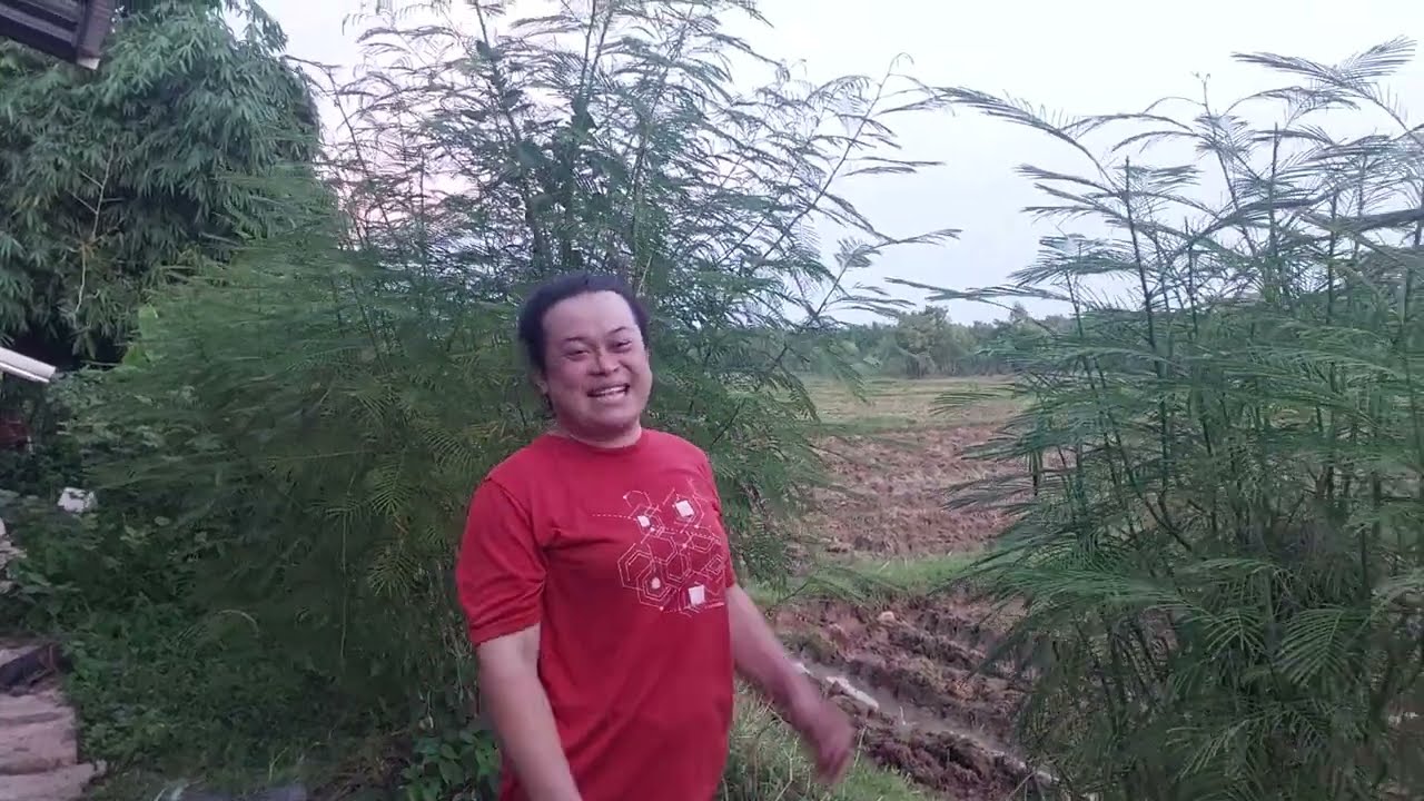 ไม่ได้มาตัดนาน ต้นชะอมสูงเกือบเท่าตัวบ้านวันนี้ได้เวลาตัดแต่ง