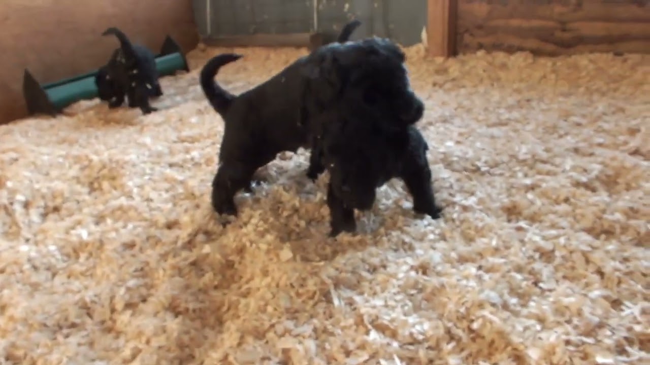 Riesenschnauzer Weseler Wald  X-Wurf 3.
