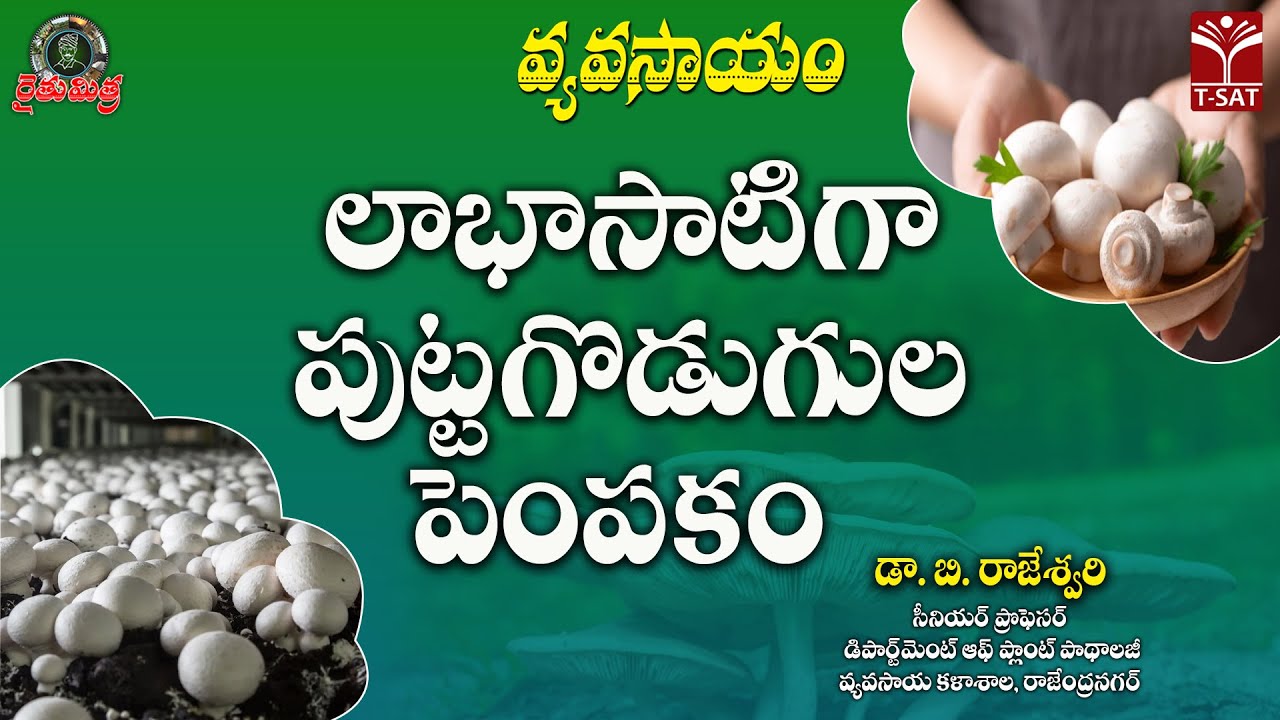 రైతుమిత్ర వ్యవసాయం | లాభసాటిగా పుట్టగొడుగుల పెంపకం | డా. బి. రాజేశ్వరి | T-SAT