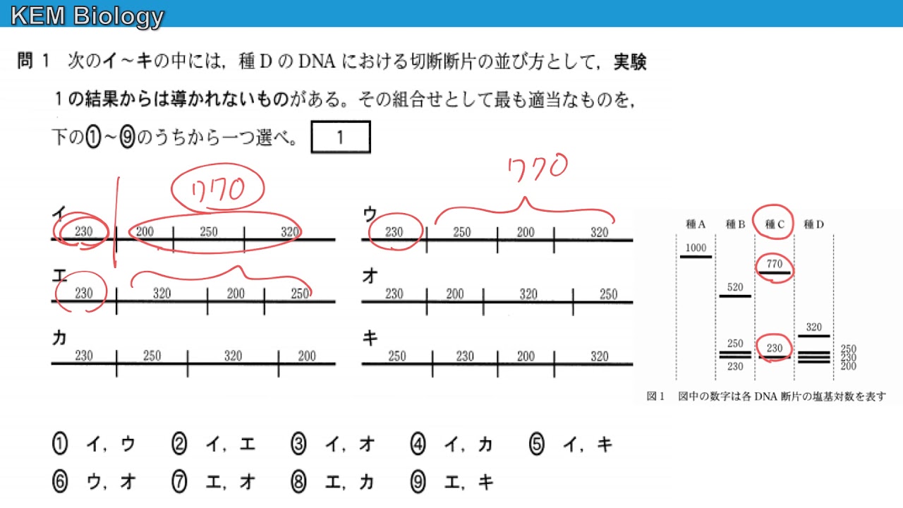 高校生物「センター2015　大問７　電気泳動・制限酵素・系統樹」