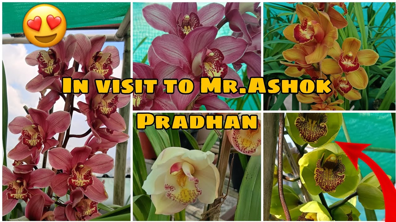 New introduction and saplings in Pokhrebong.😍 #cymbidium #orchid #flowers #garden 
