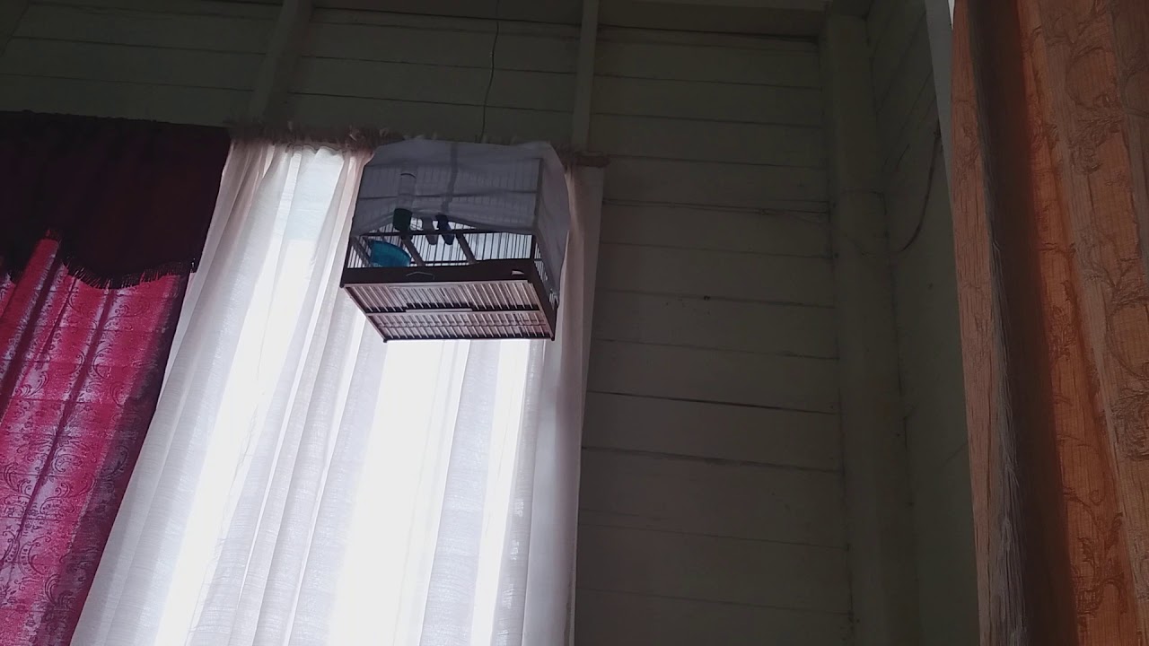 Keon towa towa linden bird(Zeus) Very gd teacher bird make alot of birds