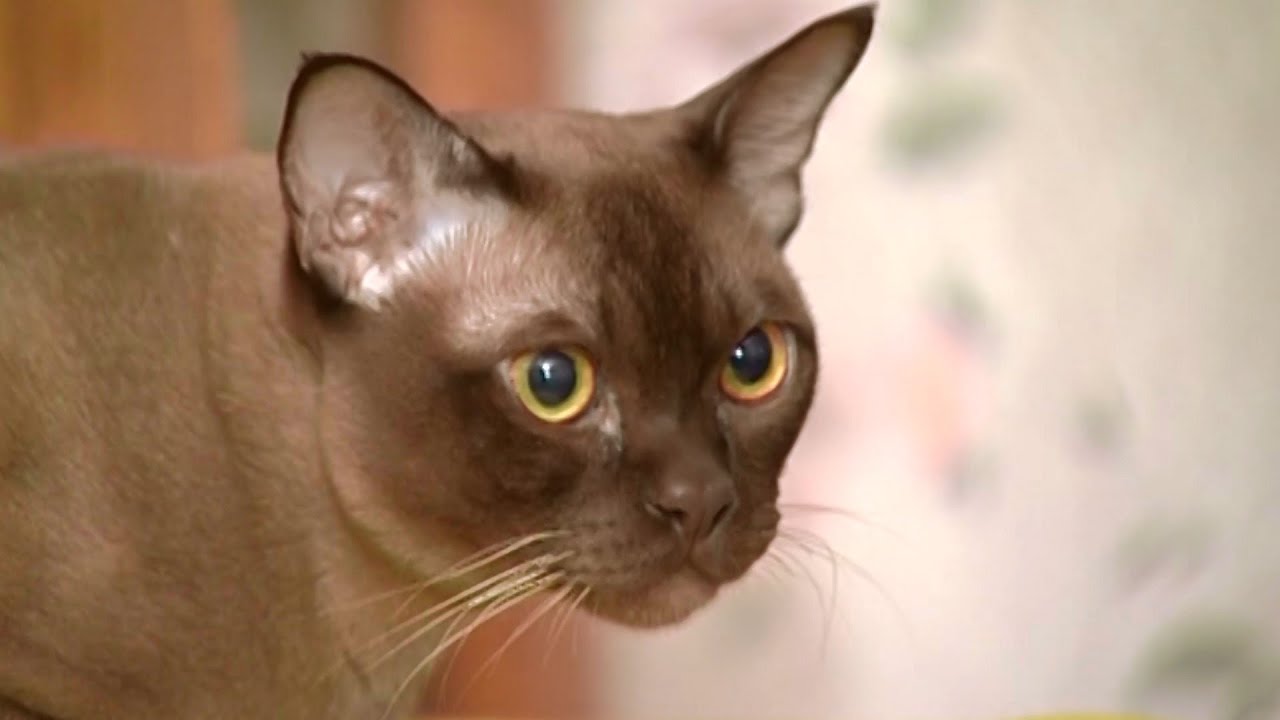 Кошачья логика: кошачий микрорайн и бурманская порода