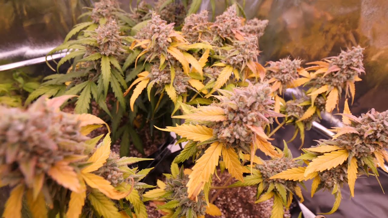 AUTOFLOWER GROWING QUESTIONS AND ANSWERS WITH DR.AUTOFLOWER