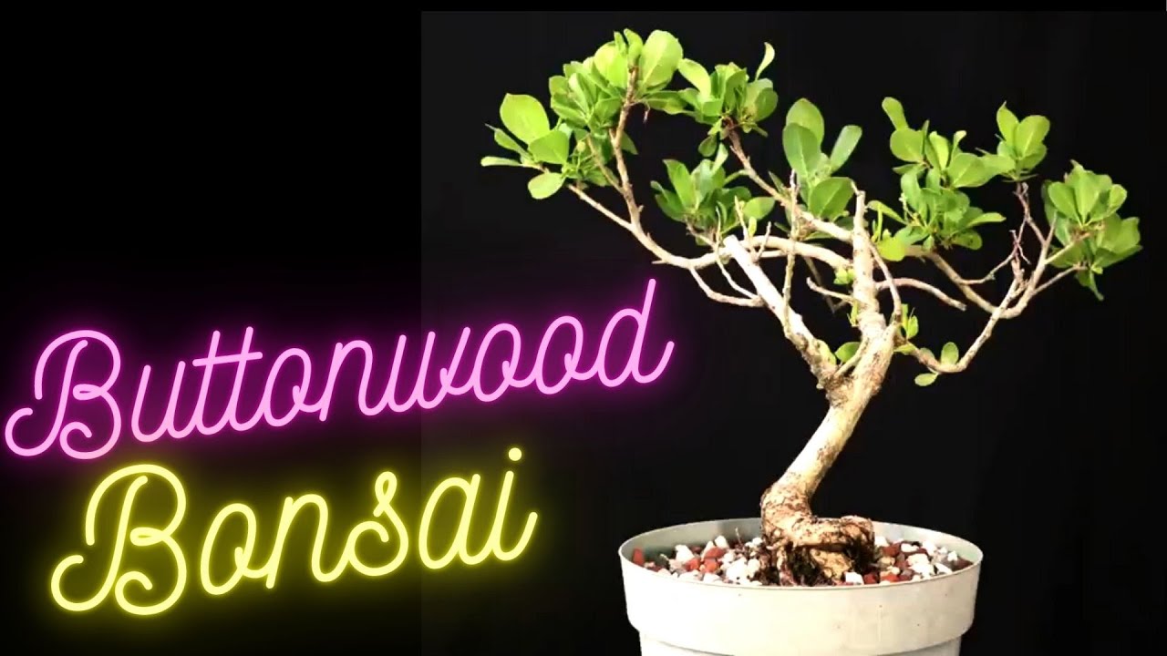 Бонсай из конокарпуса прямостоячего (Conocarpus erectus) в пересадке.