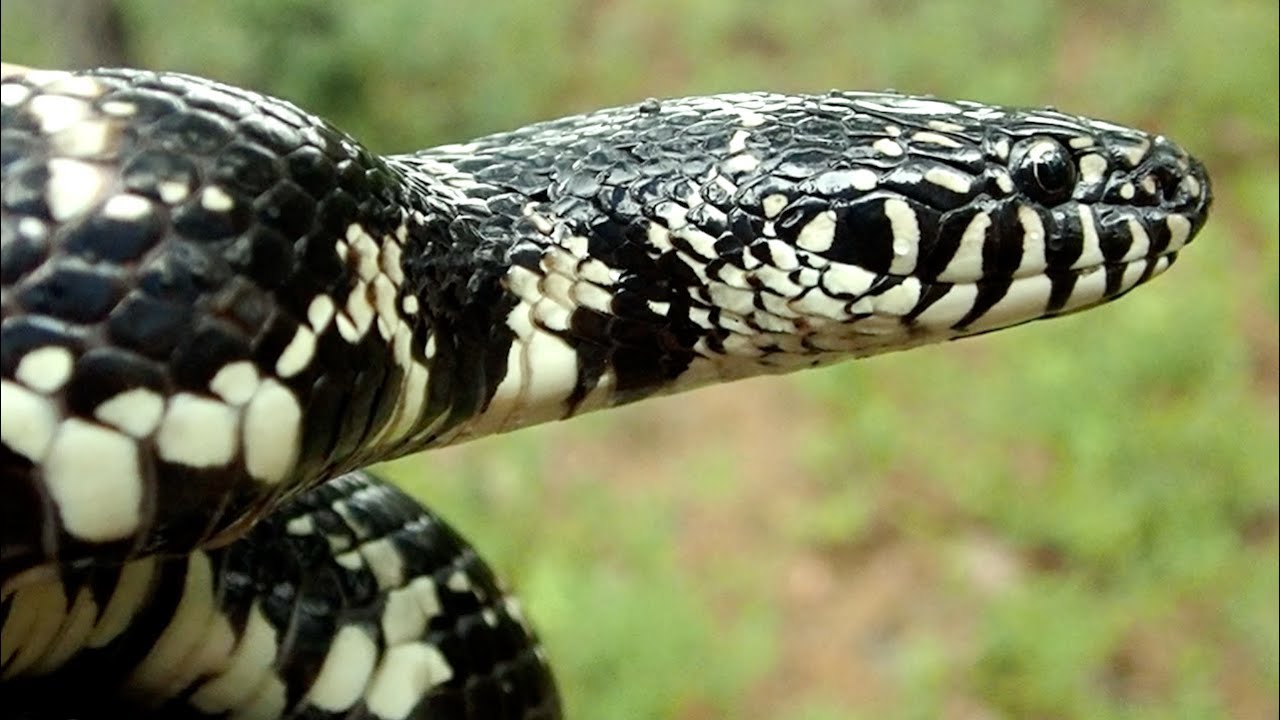Best Snake EVER! Eastern Kingsnake