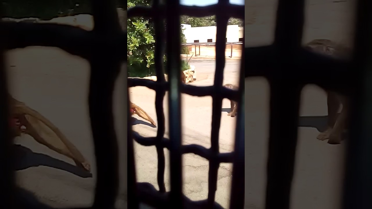 Zoo safari Fasano - treno delle scimmie