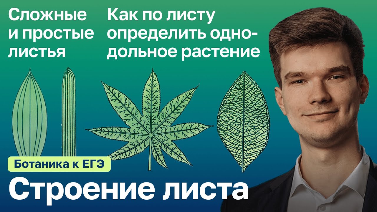 7.21. Лист. Строение и классификация. | Ботаника к ЕГЭ | Георгий Мишуровский