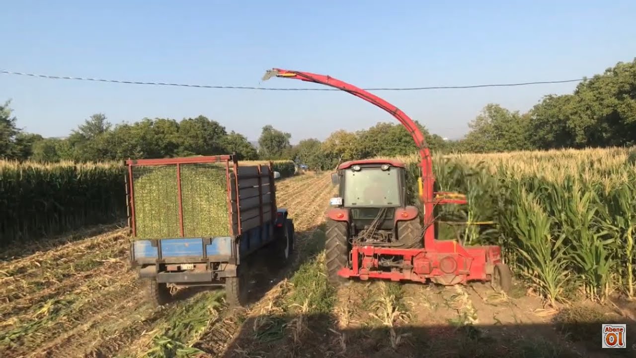 18 DÖNÜM MISIRDAN NE KADAR PARA KAZANDIK? Mısır’da güzel kazanç var!