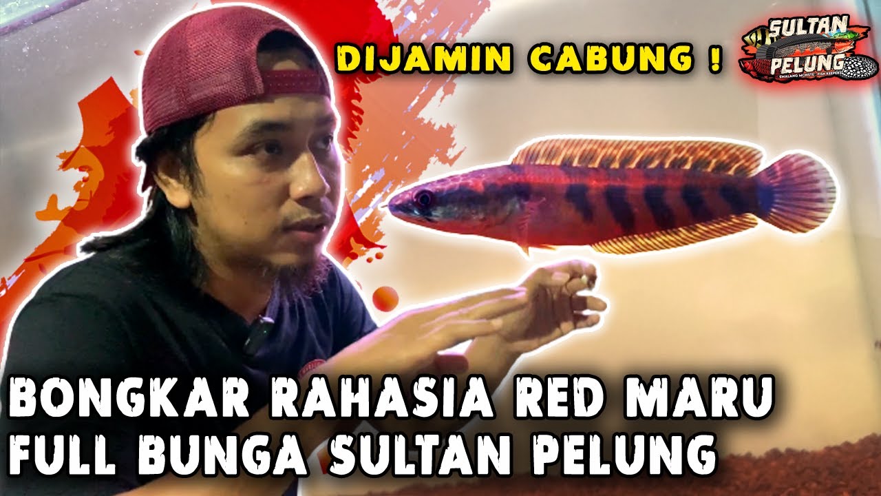 GAMPANG ❗ Treatment dan Progress Baby Red Maru Full Bunga