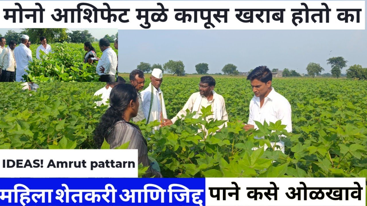 मोनो आशिफेट मुळे कापूस खराब होतो का! कापूस कलर कसा असावा! महिला शेतकरी अकोला प्लॉट