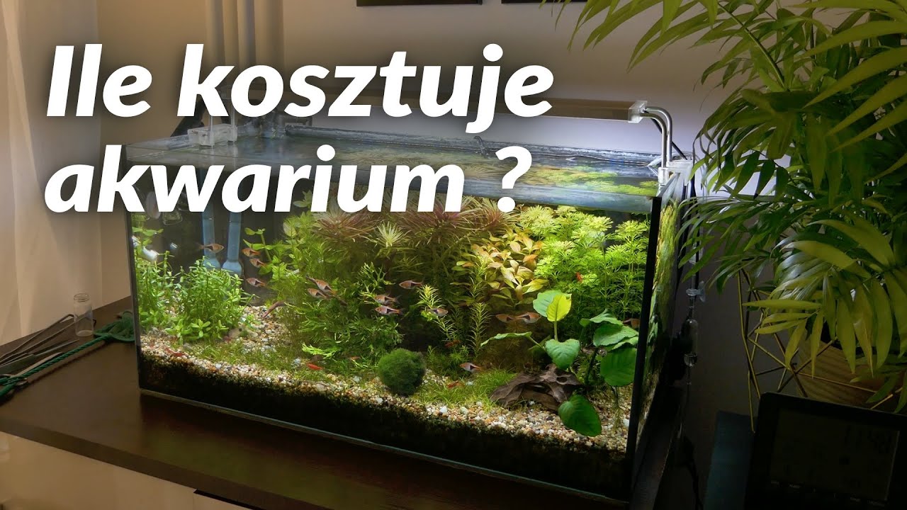 Ile kosztuje akwarium?