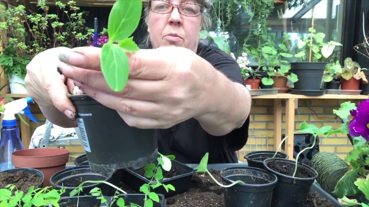 Agurker - Cucumis sativus. Hvordan jeg sår dem fra frø.