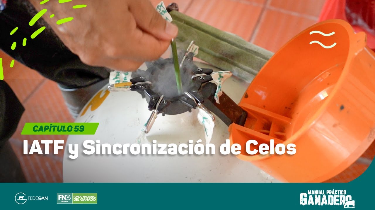 Cap 59 - IATF y Sincronización de Celos #manualpracticoganadero
