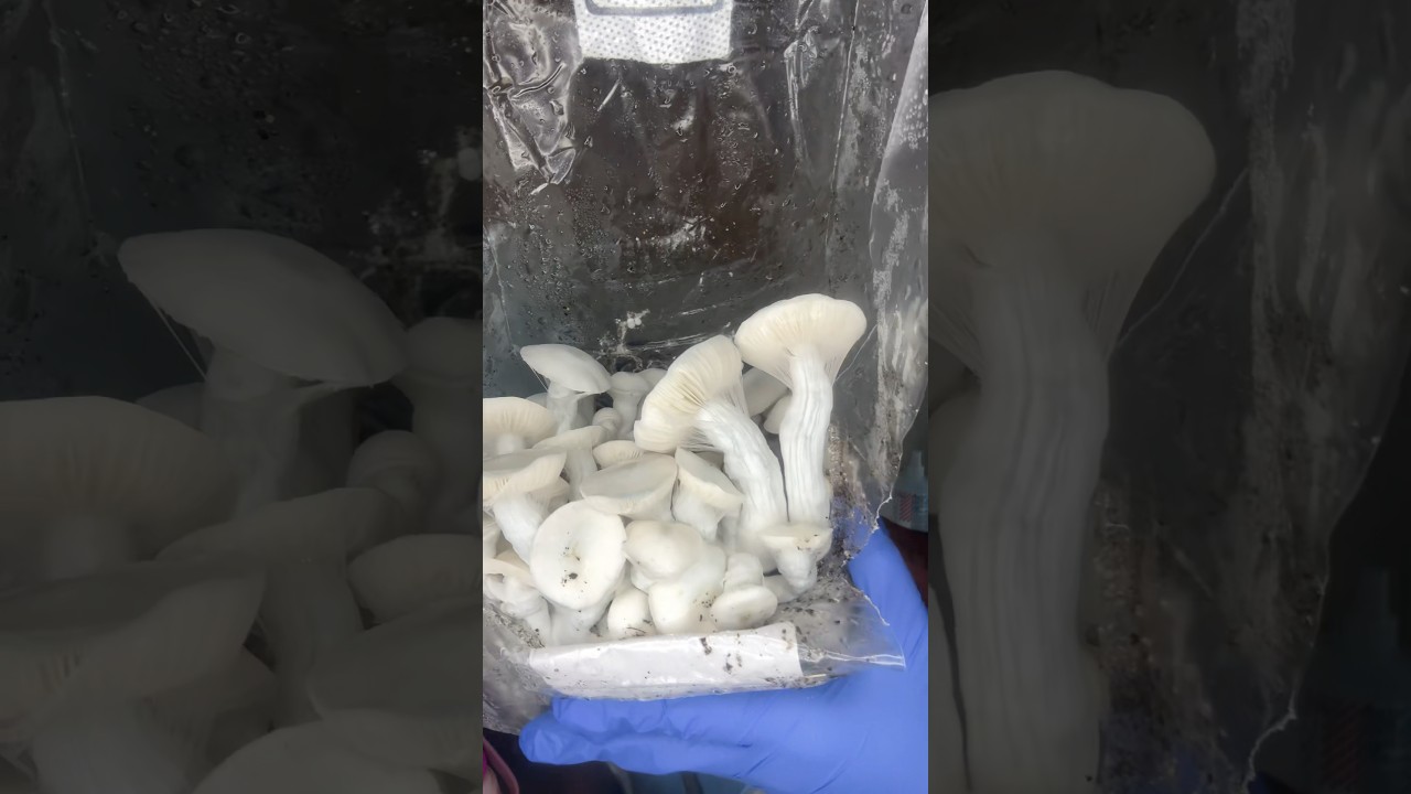 Introducing Jack Frost 🥶 #growagarden #mushroom