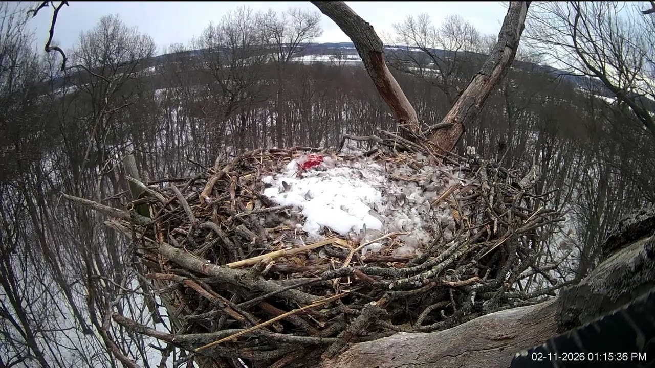 ScreenRecording 02 11 2026 12 58 51 1 Turkey Vultures!  Hanover Eagle nest cam,Pa.