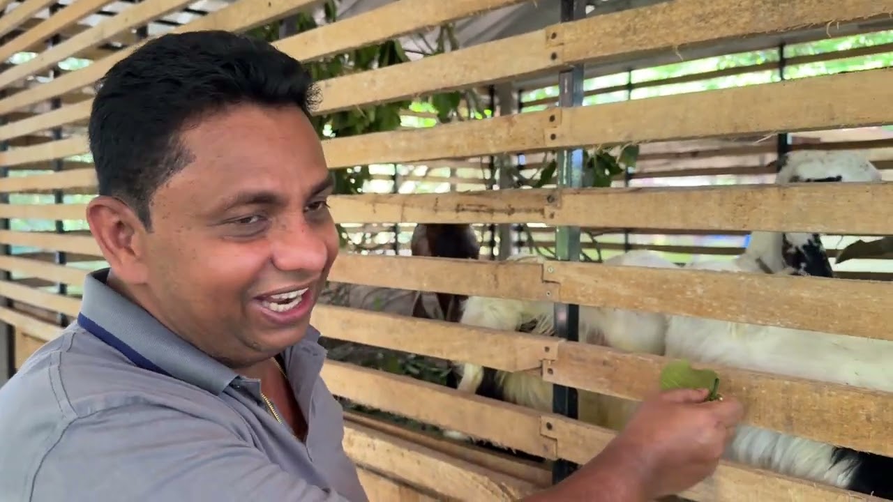 නිදහස් දවසේ ගොවිපලේ...❤️❤️❤️