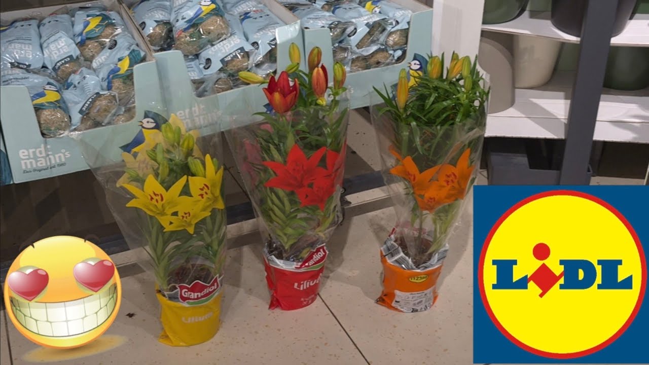 ARRIVAGE LIDL 19 JANVIER 2025