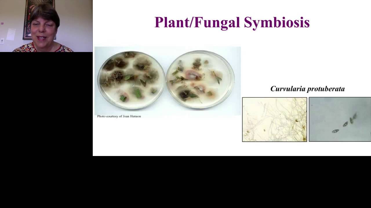 Marilyn Roossinck- Plant Viruses Everywhere and Often Mutualistic