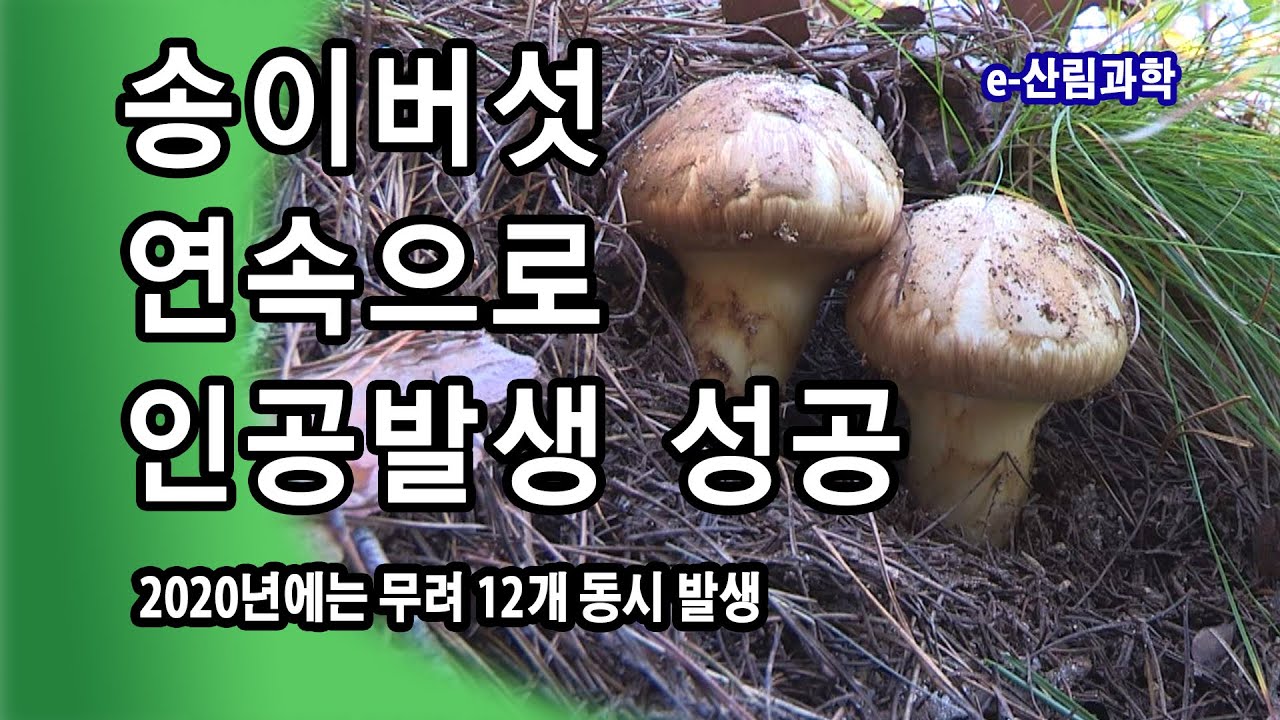 [e-산림과학] 송이버섯의 인공발생 연속으로 성공