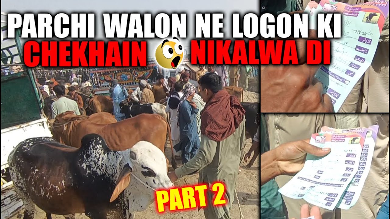 Mandi Main Parchi Walon Ne Logon Ki Chekhain Nikalwa Di || Sahiwal Cholistani Bachra Qurbani 2025