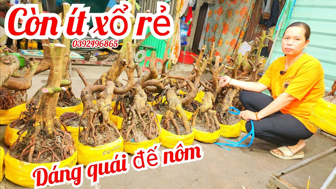 25/1Chị Yến 0392496865 phôi mai bonsai hoành to đế nôm dáng quái giá xổ rẻ|MaivàngThanhTâm