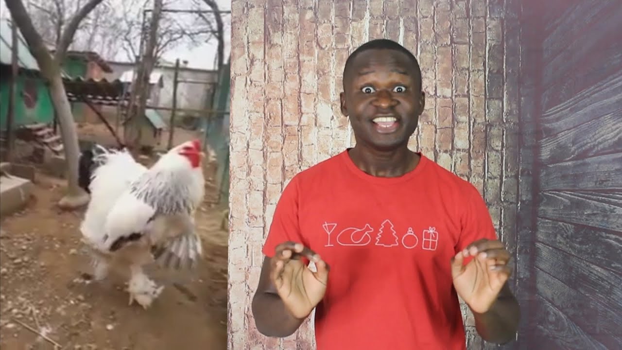 The Biggest Chicken in The World