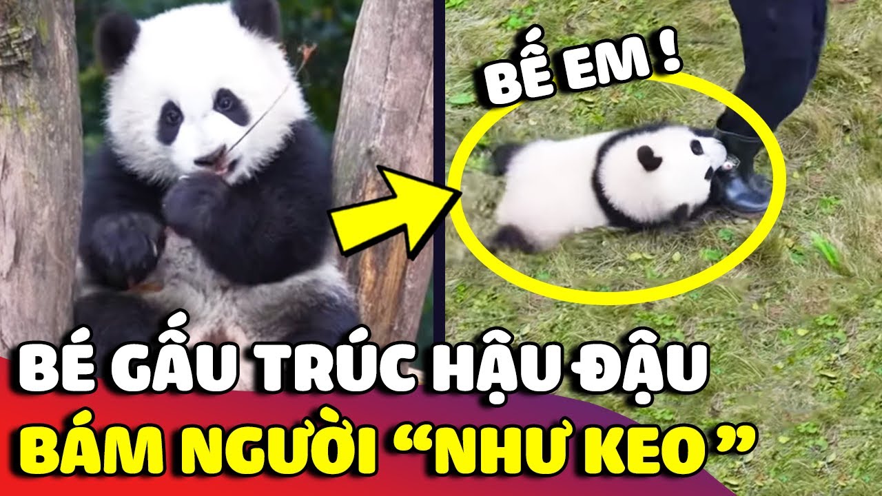 Chú gấu trúc 'HẬU ĐẬU' và cuộc chiến 'BÁM CHÂN' bất tận không chịu buông 😅 | Gâu Đần