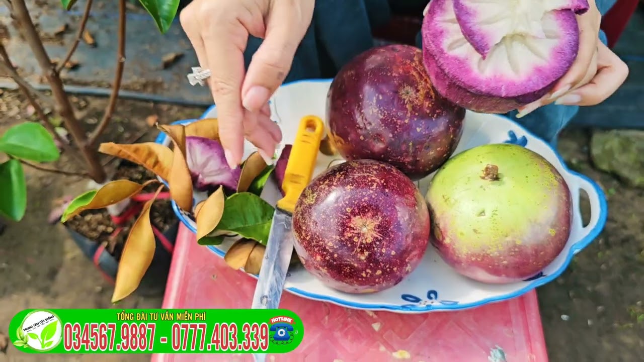 V&uacute; sữa mica kh&ocirc;ng mủ c&acirc;y giống trồng kinh tế