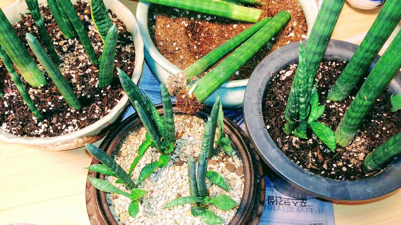 스투키 키우기 분갈이 흙배합(How to get Stuki sprouts out well)