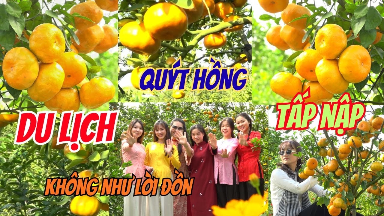 DU LỊCH VƯỜN QUÝT HỒNG KHÔNG NHƯ ANH KIA NÓI - DU KHÁCH TẤP NẬP | Thái Phúc Hiền Tv