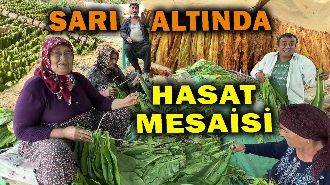 Eğlenceli Tütün Dizme İşlemi | Tütün Kırma ve Dizme Nasıl Yapılır?