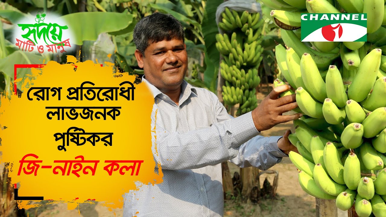 দেশের মাটিতে এবার জি-নাইন কলার আবাদ | Shykh Seraj | Channel i |