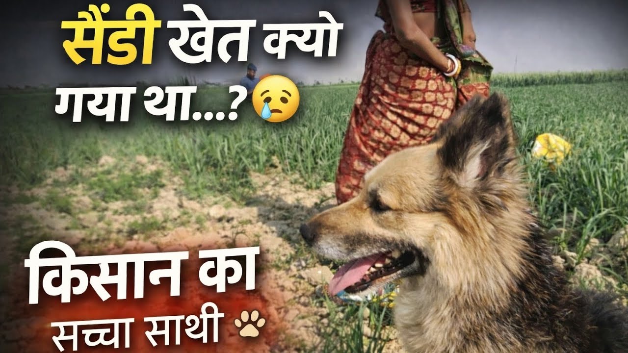सैंडी ने खेत में क्या किया…? दिल छू लेने वाली कहानी 💔 #dog #germanshepheard #viral #vlog 