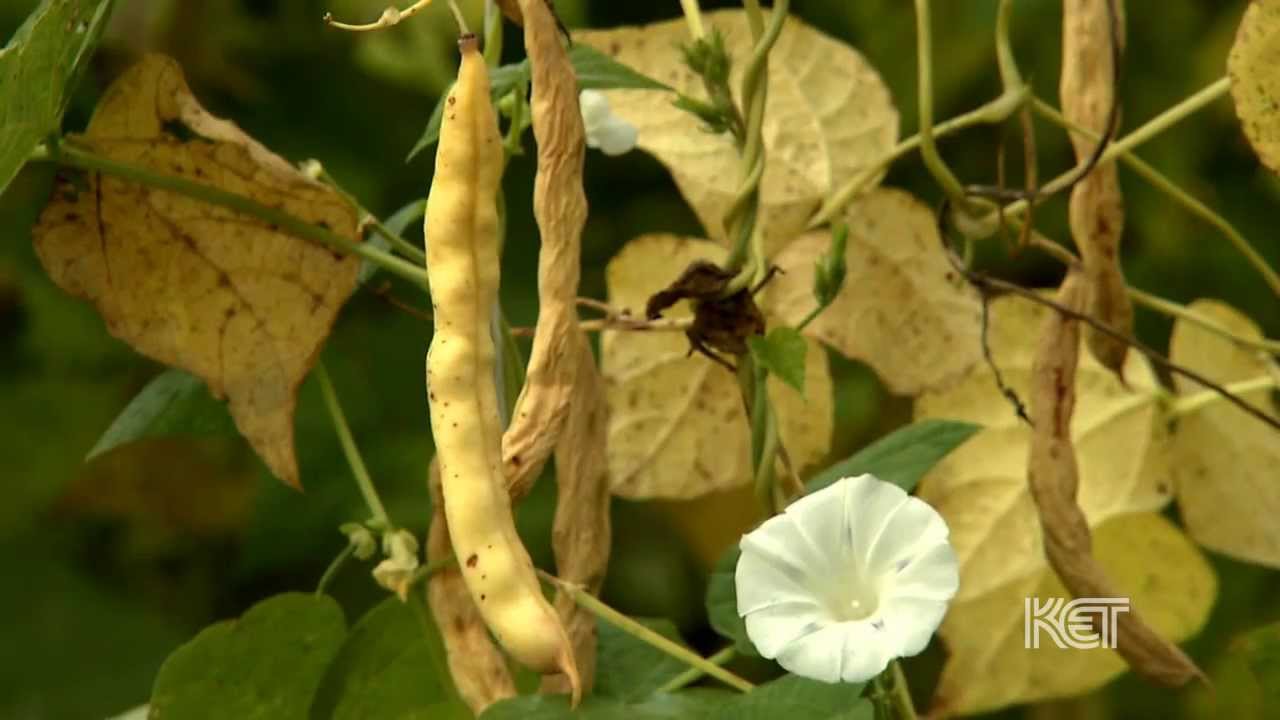Heirloom Beans | Kentucky Life | KET