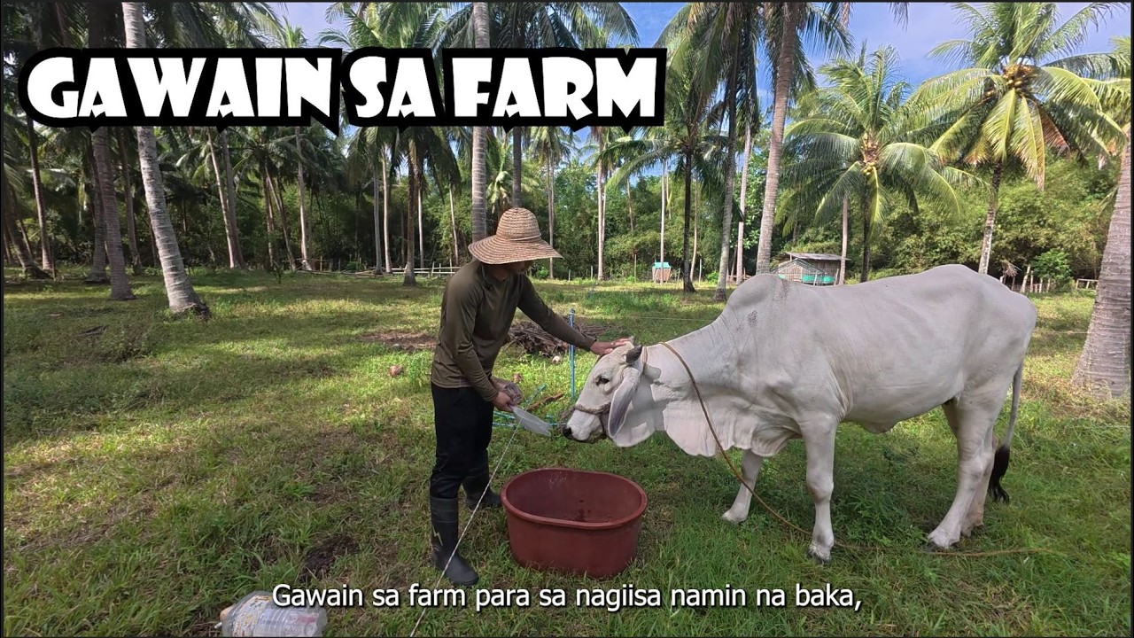 Gawain sa Aming Munting Farm | Baka at Kambing