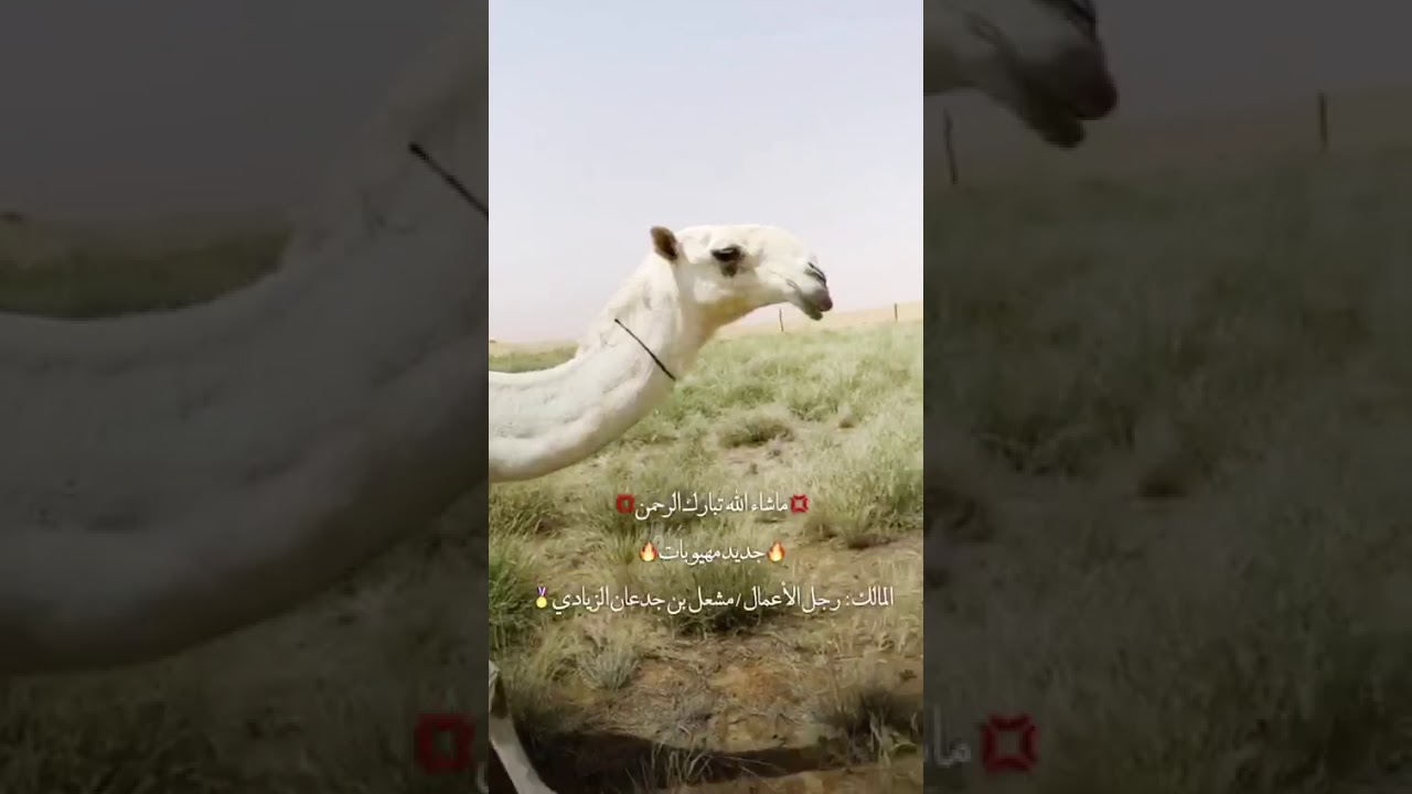 مهيوبات : منقية رجل الأعمال / مشعل بن جدعان الزيادي