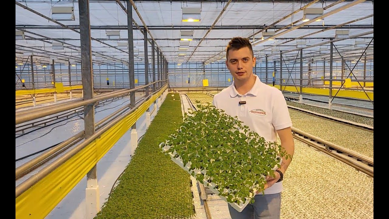Rozsadnik - profesjonalna produkcja rozsady w Bogucicach