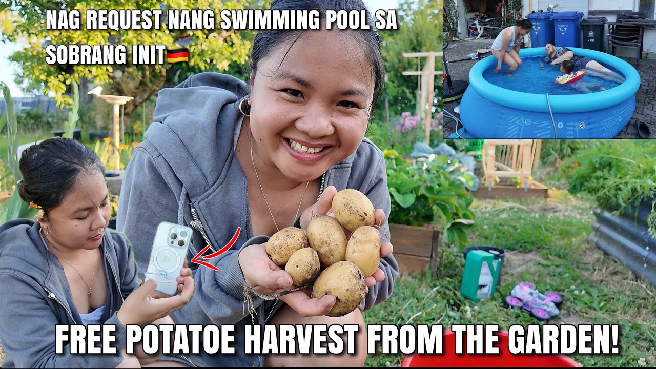 First potatoe harvest. Libre na naman ang pagkain! Filipina simple life in Germany🇩🇪.