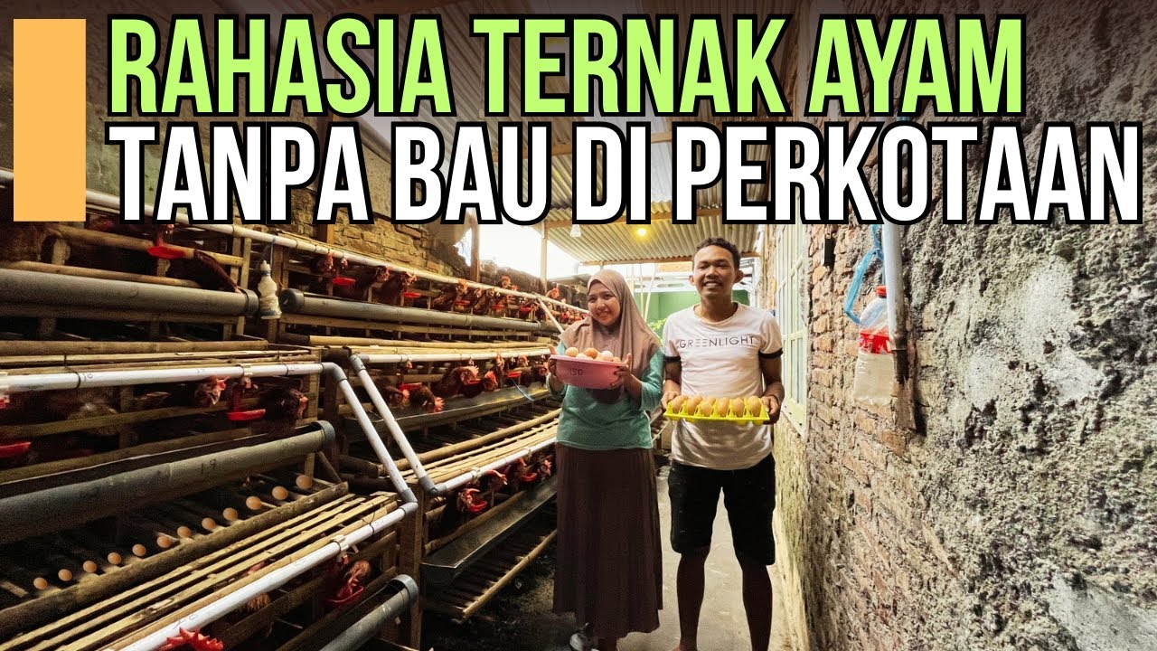 Tak Punya Lahan Luas, Pasutri Kota Ini Bangun Usaha Ayam Petelur dari Rumah