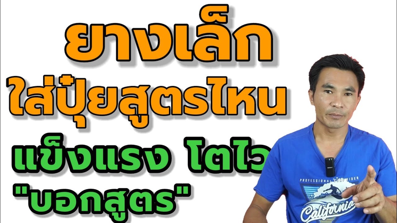 ยางเล็กใส่ปุ๋ยสูตรไหน(2) | บอกสูตรให้เลือกใส่