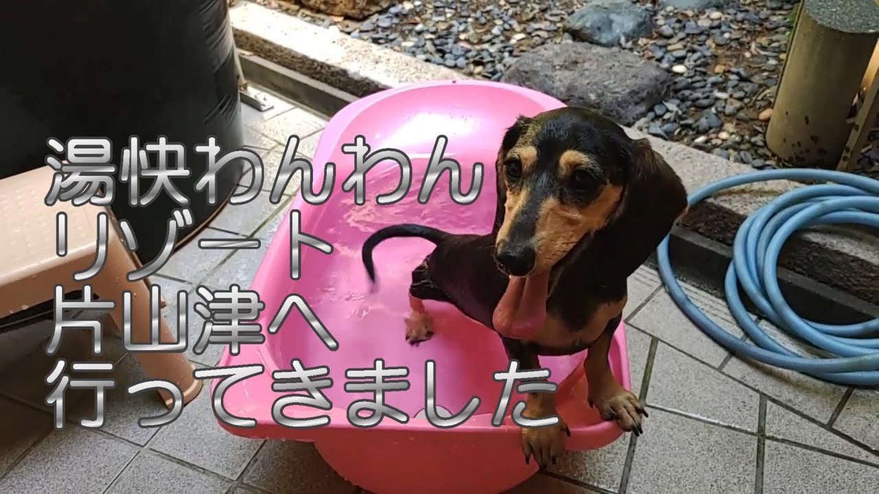 湯快わんわんリゾート片山津【ミニチュアダックスフンド】温泉