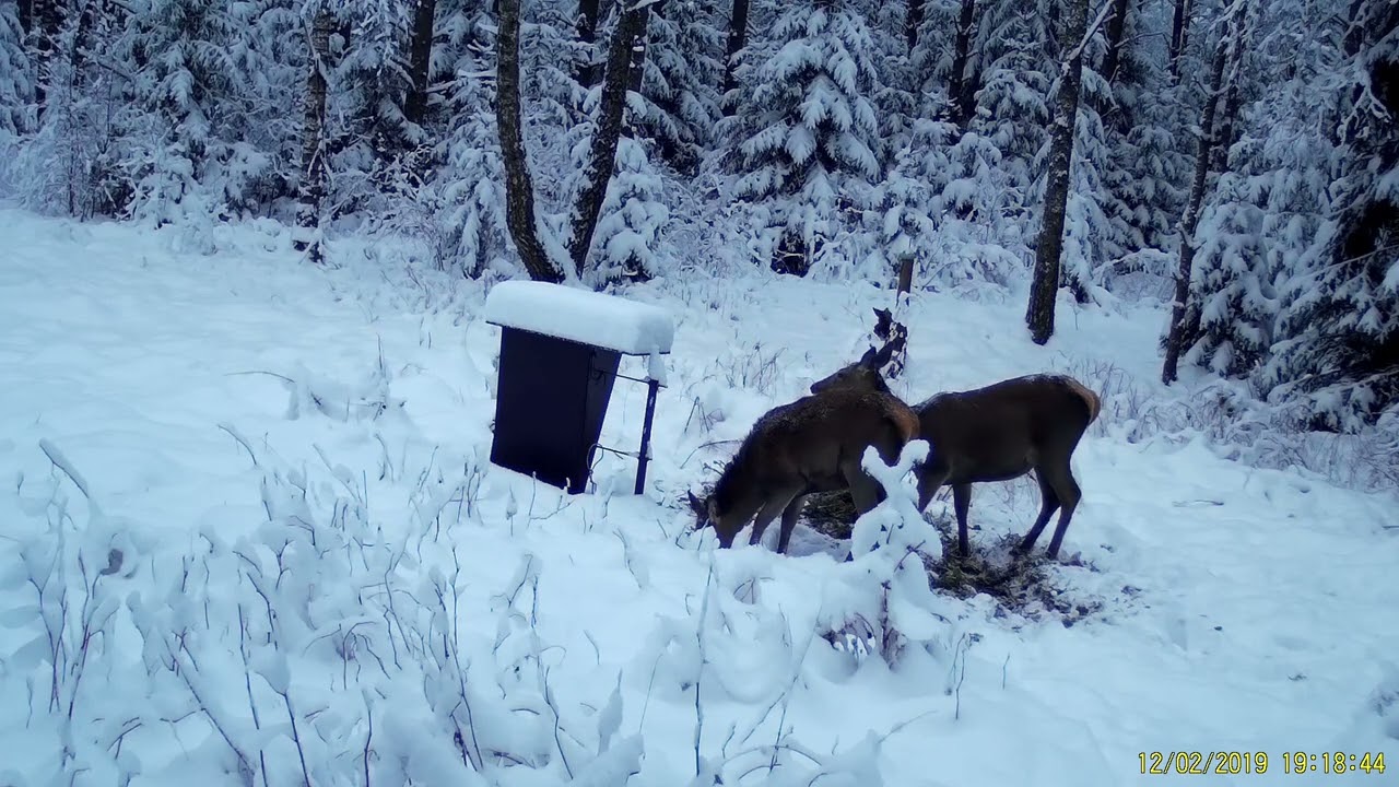 Vai stirnas baidās no briežiem? Skaties un uzzināsi!