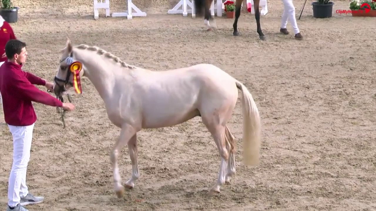 Hengste | Impressionen | Mitteldeutschen K&ouml;rung der Pony- und Spezialrassen | Neustadt | 2016